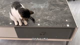 猫咪把小鸭子当成亲生的，当小鸭子被困抽屉里，猫妈的反应太暖心