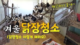 🐔흑시골청계 겨울 닭장청소했어요 : 닭장청소는 이렇게..