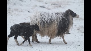 Fræðslu- og skemmtifundur um forystufé - 9.6.24