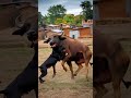 dog vs buffalo fight in village 🔥🐶 animals wildanimals dog buffalo nature shortsviral shorts