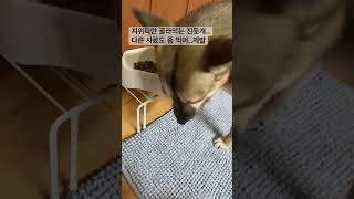 편식하는 진돗개 #shorts #강아지 #dog #jindodog #사료 #지위픽 #파미나 #트라이벌 #편식 #진돗개