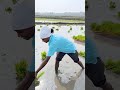 మేము నాటు వేసాము farming viralvideo trendingreel viral agricultural nature polam