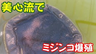 【めだか】ミジンコ爆殖。無胃魚のメダカの餌事情。Ｂ型おやじ