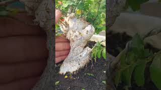 Part 1 Proses Seleksi Ranting Bahan Bonsai Serut