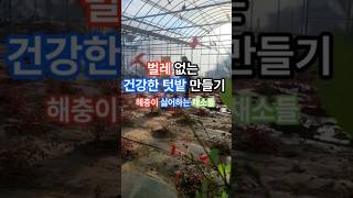 벌레 없는 건강한 텃밭 만들기 #형제들의텃밭 #garden #korean #해충#벌레#텃밭작물 #farming