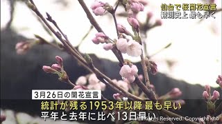 仙台で桜開花　観測史上最も早く　満開は５日〜１週間後