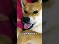 【捉弄柴犬日常】熟睡的狗狗原來嘴巴會張開 狗狗搞笑 shibainu 狗狗睡覺