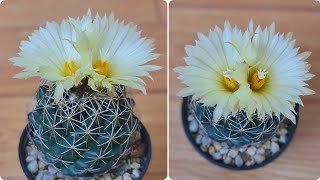 สายพันธุ์แคคตัส ช้างดอกเหลือง การเลี้ยง ดูแล ให้สวยๆทำอย่างไร? Coryphantha Yellow Flowers