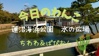 春だ散歩に行こう 九十九里 海岸隣接 蓮沼海浜公園　水の広場