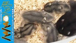 #5/11【赤ちゃんハムスター】初めての小屋掃除 15日目 Hamster baby