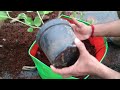 best potting mix for all kind of plants தோட்டத்திற்கு சிறந்த மண் கலவை செய்வது எப்படி