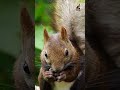 Animal, wildlife,🐿 Red Squirrel Conservation- Protecting a Beloved Species, kids_learning_video, 4k