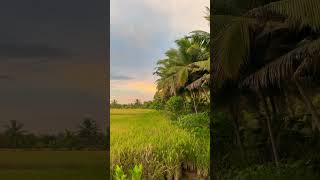 Paddy field #paddy #gireeshputhencherysongs #shots #travel #shotsfeed #music #village