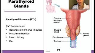 Thyroid, Parathyroid, & Pancreas