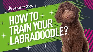 How to Train Your Labradoodle