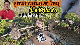 สูตรการดูนกเขาใหญ่ ตั้งแต่งหัวถึงเท้า คลิปเดียวจบ (สูตรกฤษดา)