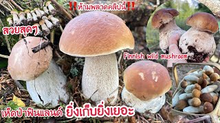 🍄22/8/21🍄เก็บเห็ดผึ้งหวานวันนี้ยิ่งเก็บยิ่งเยอะ มีแต่ดอกอ่อนๆสวยๆ 🍄Finnish wild mushrooms 🍄