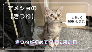 【アメショー】子猫の【きつね】が初めてウチに来た日