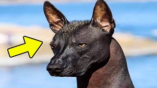 Família Adota um Novo Cachorro, Mas o Veterinário Descobre Algo Inacreditável