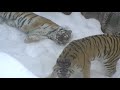 アムールトラ リングの思い出~amur tiger