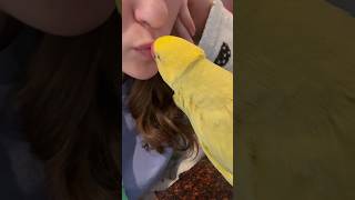 Tink asks for kisses from mom?! 😱 #talkingparrot #cuteanimals #babyanimals #fami