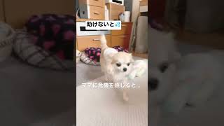 【チワワ】チワワのむく🐶ママの危機を感じると…チャンネル登録してね💕