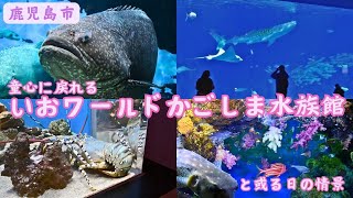 【鹿児島県】いおワールドかごしま水族館：九州最大級の水族館で、約500種3万点の生物を展示【鹿児島市】