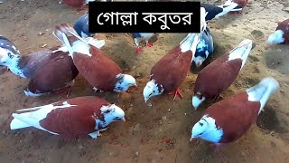 আপনাদের পন্ছদের লাল সাদা দেশি গোল্লা কবুতর। দেশি কবুতর। #desi #kobutorpalon #beautiful pigeon.