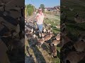 emma being swarmed by canadian geese