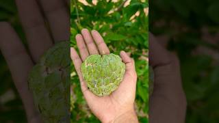 மரத்திலேயே பழுத்து வெடித்த சீத்தாப்பழம் | Fresh and ripped custard apple