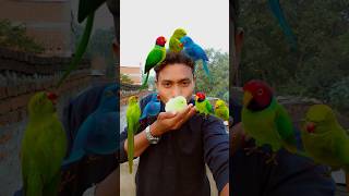 मैं और मेरे साथी 🐥🦜🦜🦜💥💥 #shorts #funny #funnyface #viralvideo