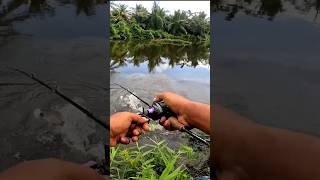 Gasak SIAKAP LIAR Sungai Air Tenang #wildbarramundi #siakapliar