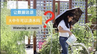 【浇水】124•土壤/大中午浇水到底对不对？看了你就不会再困惑