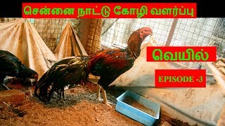 சென்னை நாட்டு கோழி வளர்ப்பு EPISODE -4 (வெயில்)