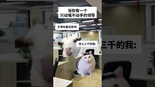 啊？#meme #内容过于真实 #猫咪的迷惑行为 #动物的迷惑行为 #职场那些事