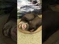 一緒に寝よう💤 カワウソ かわうそ コツメカワウソ アニマルカフェ 浅草 エキゾチックアニマル exoticanimals otter otters cute sleepy