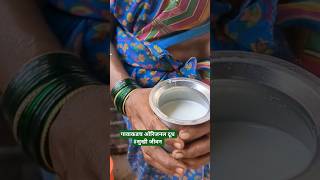 गावाकडचं ओरिजिनल दूध | कोकणातील साधी राहणीमान | Real Milk #milk