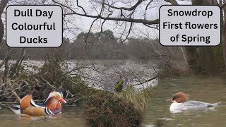 Mandarin Ducks Brighten up a Dull February Morning!