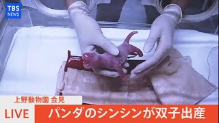 【LIVE】パンダのシンシン双子を出産 上野動物園会見（2021年6月23日）