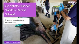 Scientists Examine the World’s Rarest Whale in Historic Dissection