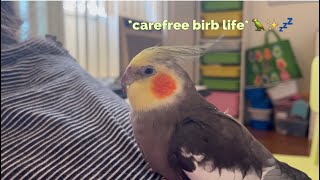 Carefree bird life