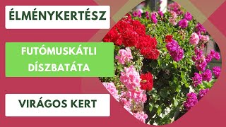 Futómuskátli és a díszbatáta🌺