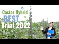 Castor Hybrid | Western Agri Seeds Ltd#westernagriseedsltd #india_agriculture  @AGRICULTUREINDIA