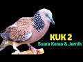 Suara Burung Derkuku Gacor Untuk Pancingan Dan Pikat