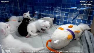 Brandi & the Intoxicating Kittens: Weigh in 7/11/2018 (2 weeks old)