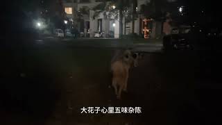 楼下三小只迎来新成员，小花子秒变醋坛子