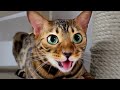 Reasons why Bengal cat is better than dogsㅣDino cat