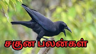 சகுன பலன்கள்