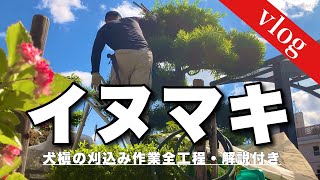 イヌマキの刈り込み剪定をしたvlog。澄んだ空気の秋晴れを見て、今年のシーズンインを感じました！