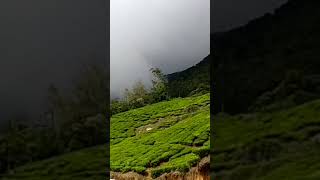 കോട മഞ്ഞ്